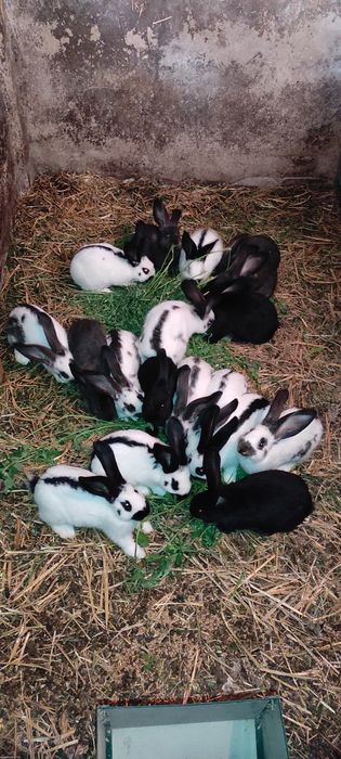 Кріль, самець кроля, німецький строкач