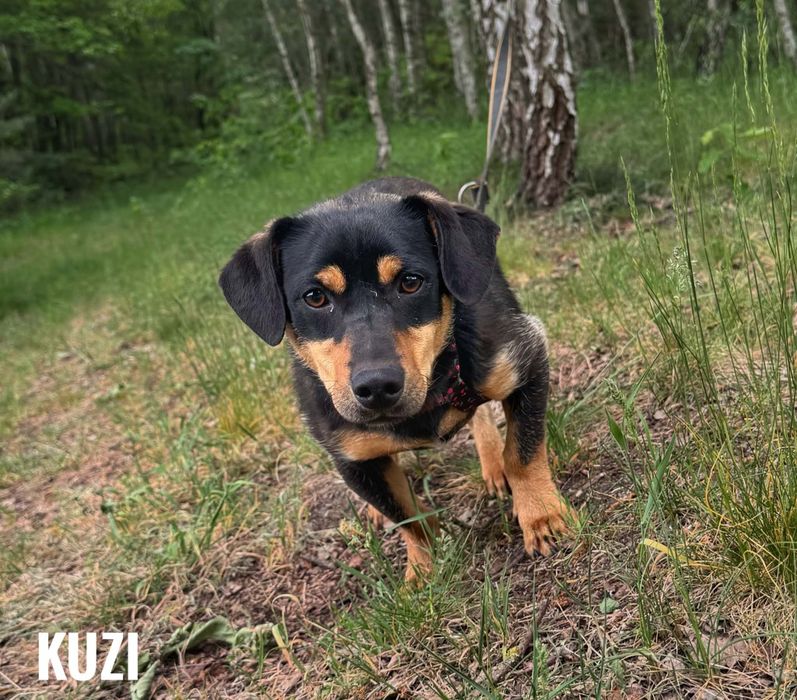 Piesek w typie jamnika, Słoneczko, adopcja za darmo oddam