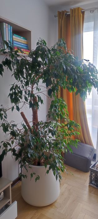 Roślina Fikus 150 cm (donica za dodatkową opłatą)