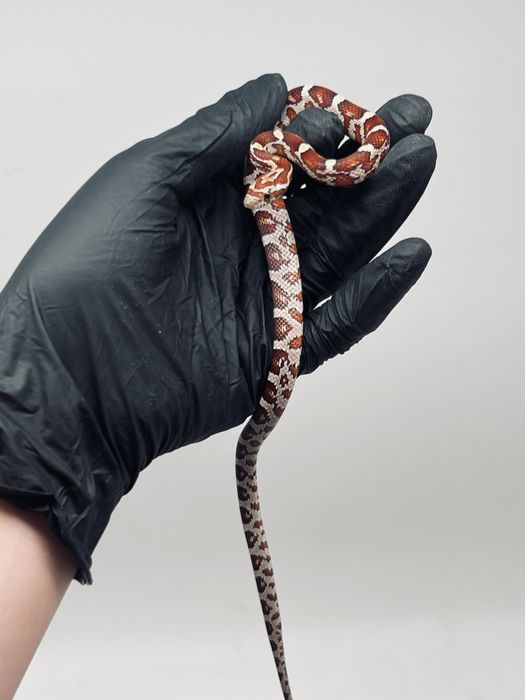 Wąż zbożowy możliwa wyprawka transport