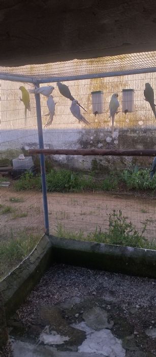 Casais de Ringnecks