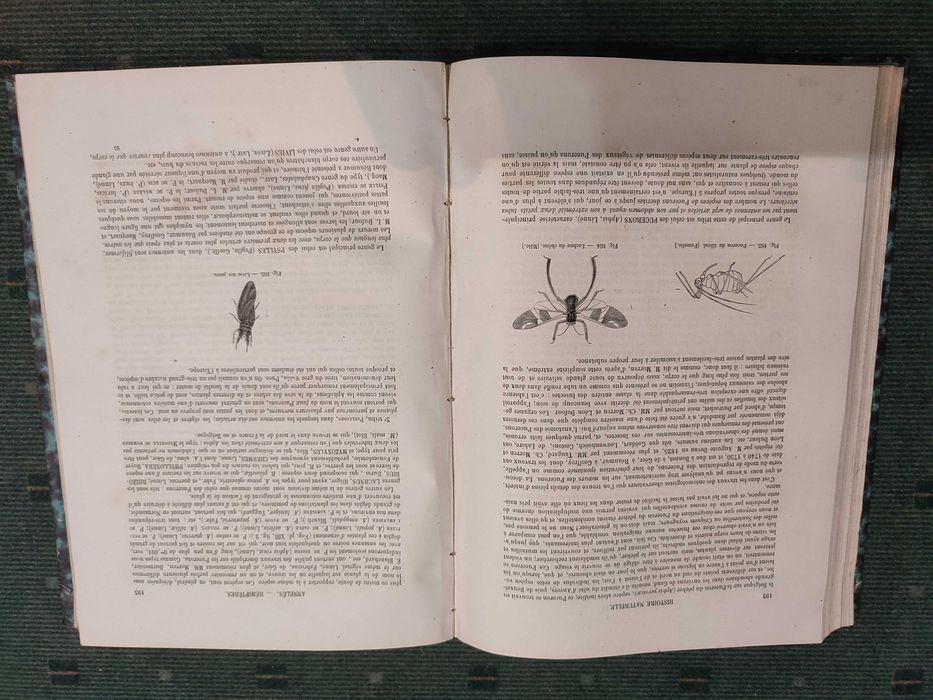 Encyclopédie D'Histoire Naturelle Traité Complet Cette Science-Annelés