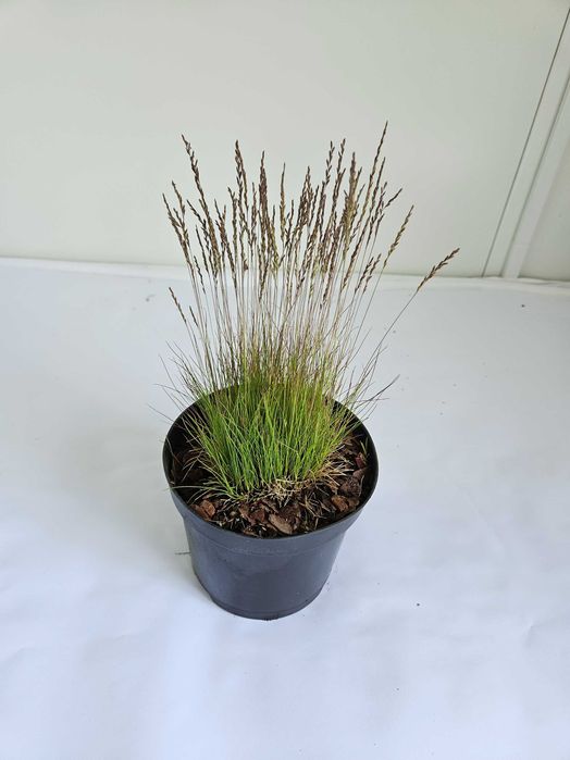 Kostrzewa Woblera (Festuca ovina var. woblery)