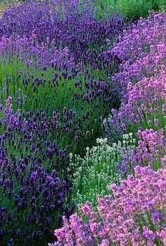 Mel de Rosmaninho 2026