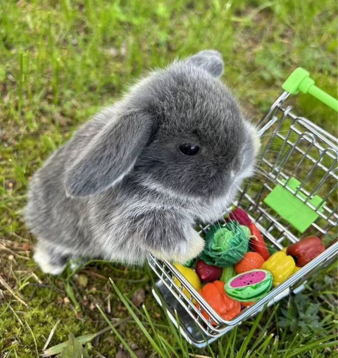 Mini lop кролик як NHD висловухий!!