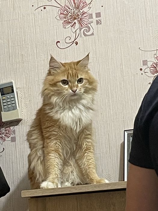 Пропал кот по кличке Бахмут