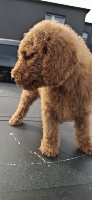 Goldendoodle f1b standard