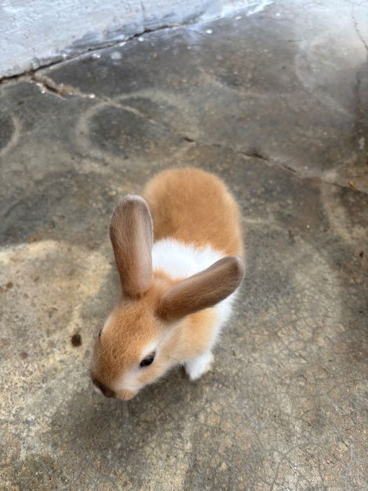 Coelhos anões bebés