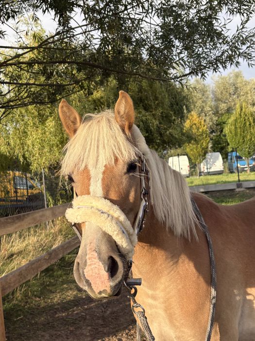 2 letnia klacz haflinger
