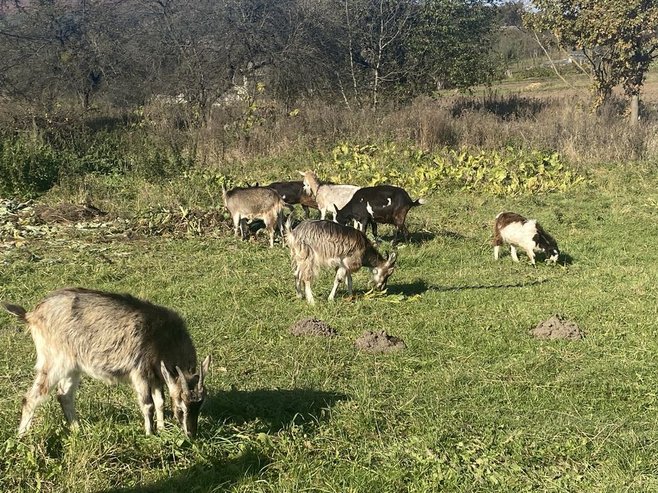 Продаються породисті альпійські кози і козенята