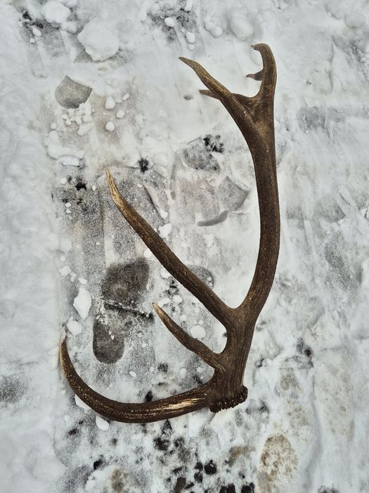 Poroże zrzut 4,35kg rogi jelenia