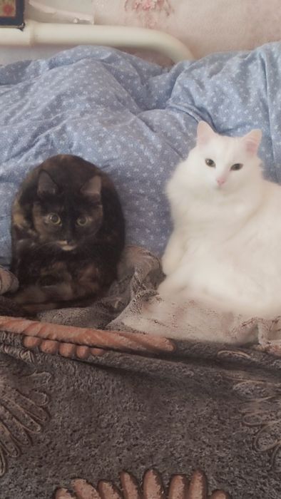 Бесплатно.Отдам в добрые руки кошку или кота