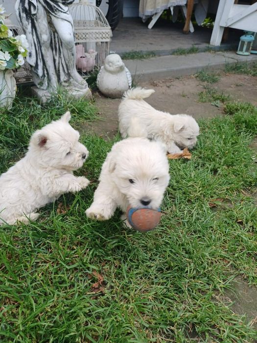 West Highland White Terrier