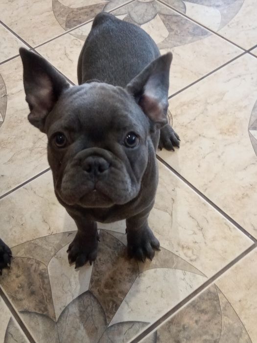 Buldog francuski .Rodowód.pies