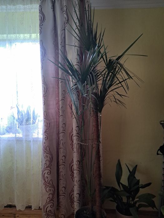 Пальма віялова хамеропс, вік 10 років