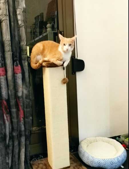 Poste arranhador para gato - 40 x 40 x 90 cm - NOVO - ENVIO GRÁTIS