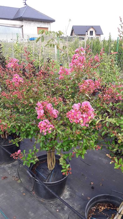 Krzewy lagerstroemii w doniczkach 30l