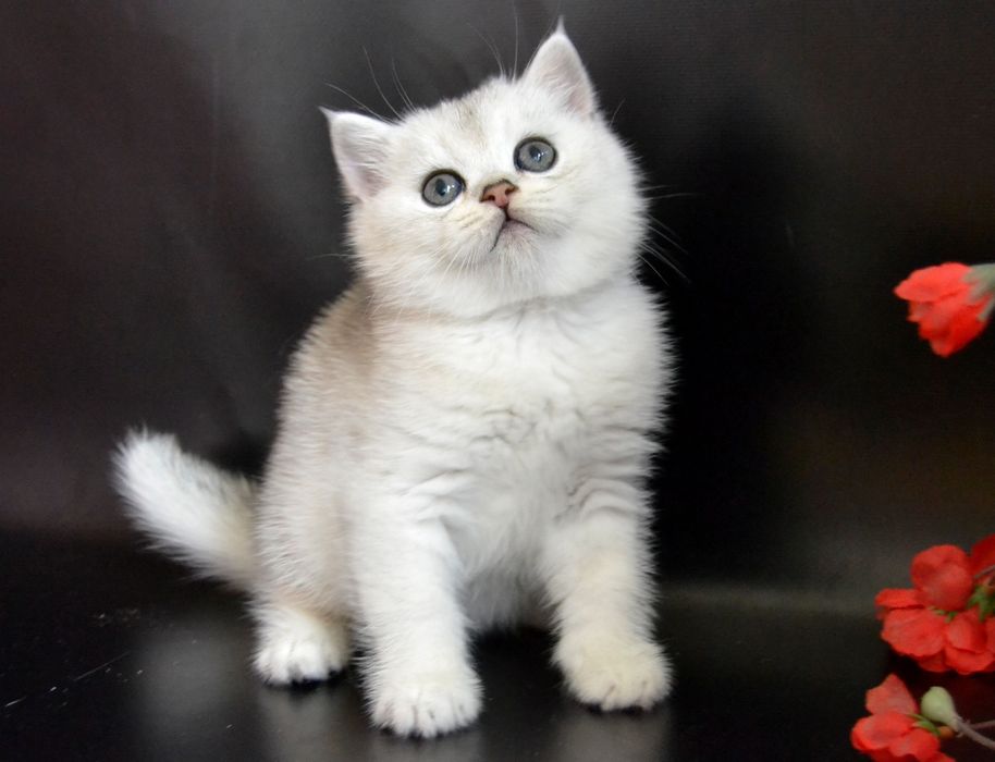 Британские серебристые шиншиллы