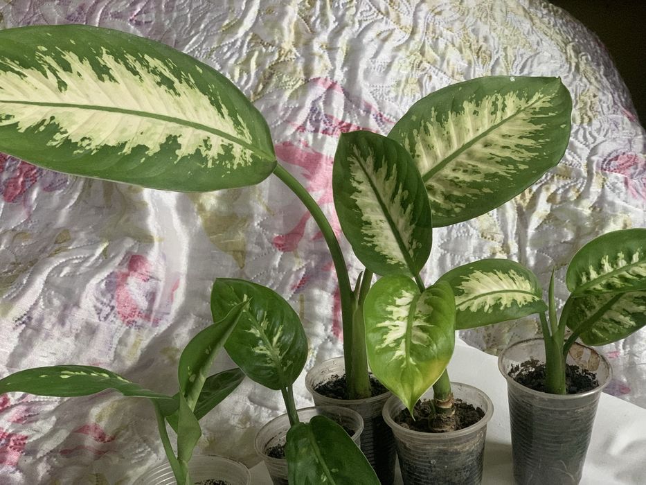 Диффенбафія. Кімнатна рослина.