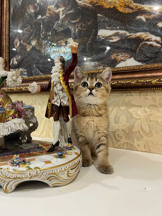 Елітна кішечка золота шиншила, золотая шиншилла. Шотландські кошенята