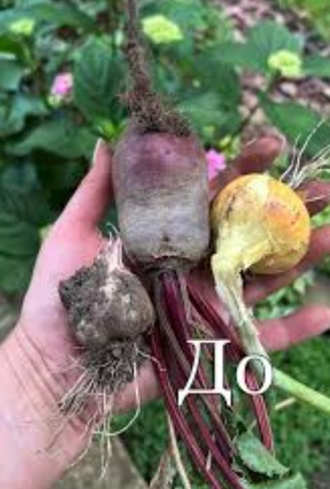 Продам цибулю Радар20грн,часник зимовий100,буряк20