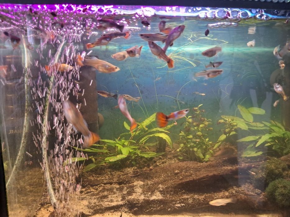 Rybka akwariowa gupik