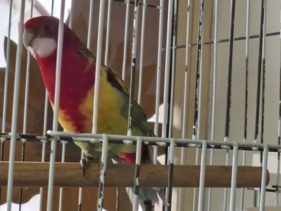 Rosela, pyrruras, ring necks