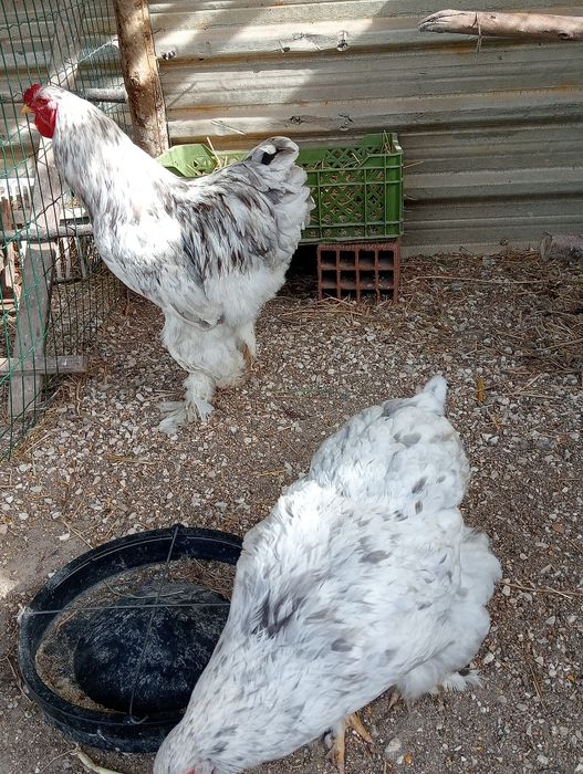 Ovos férteis de Brahma splash