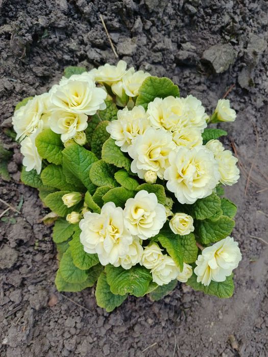 Продам примулу   Belarina