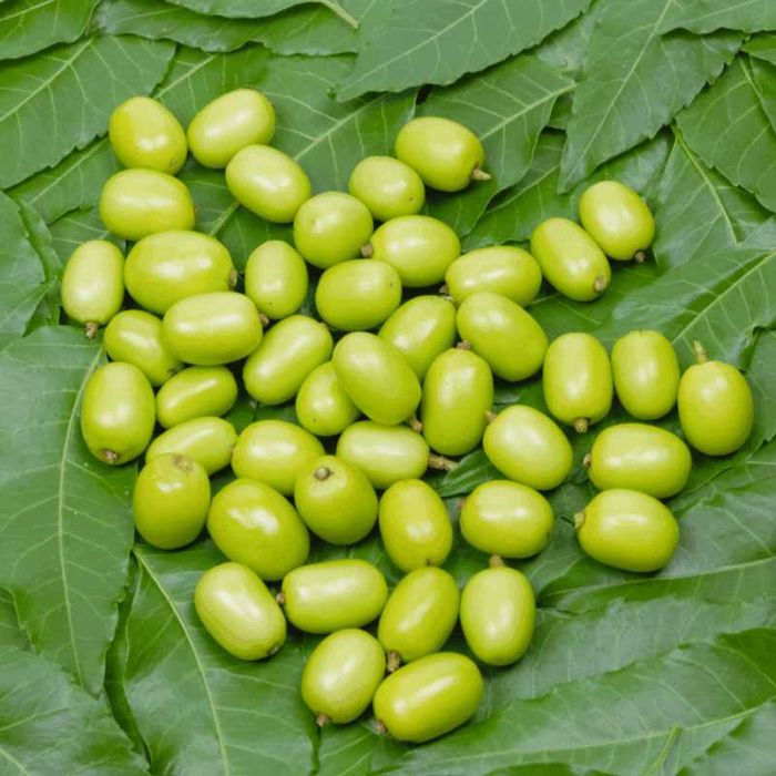 neem oil biologico  oleo de niem organico