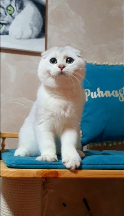 ручний ніжний шотландець висловухий срібляста шиншила