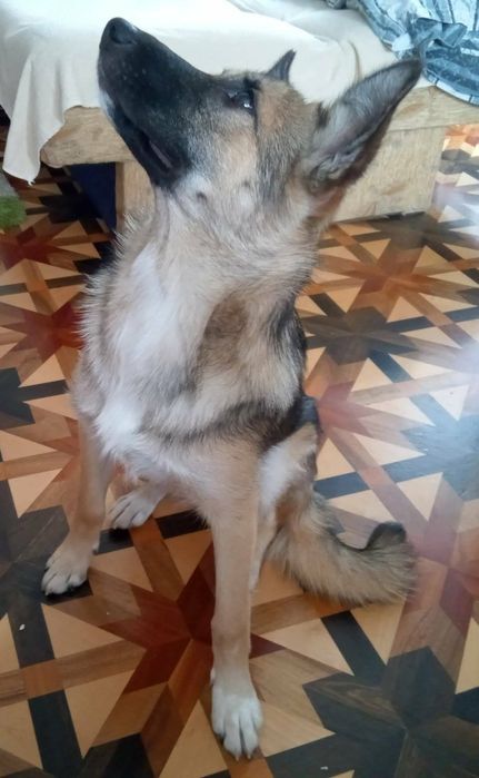 Piesek do oddania