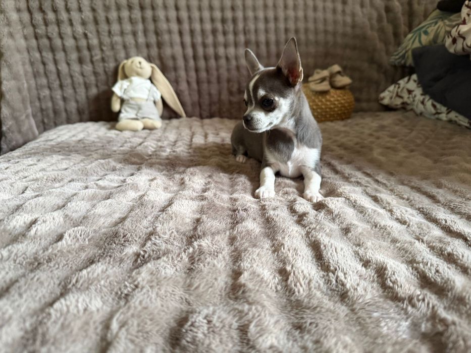 Chihuahua * TEOŚ * malutki niebieski chłopczyk