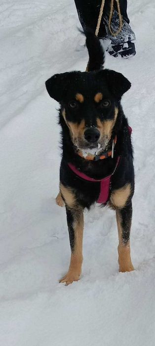 Młoda łagodna przyjazna suczka szuka domu