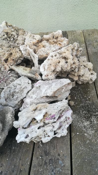 Skała koralowa do morskiego akwarium