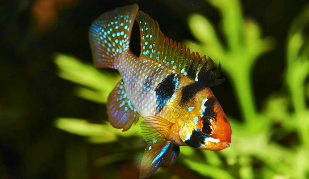 Pielęgniczka Ramireza - Pielęgniczka motylowa - Mikrogeophagus - dowóz