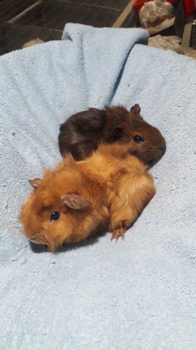 Морські свинки, розетки.