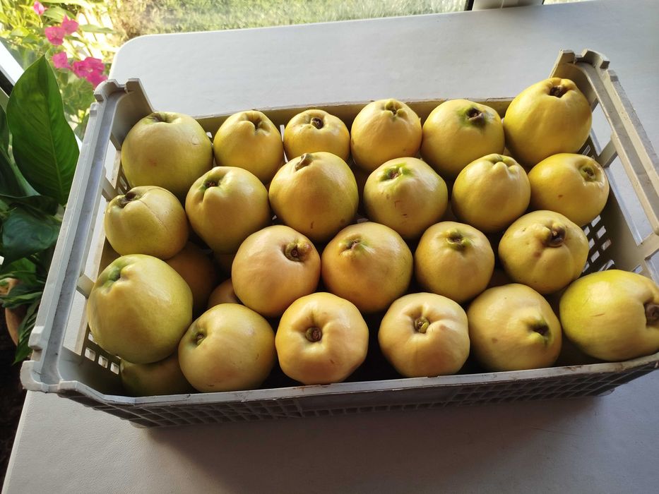 Marmelos Gigante de Vranja