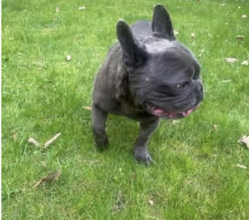 Oddam  buldoga francuskiego