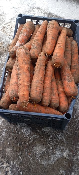 Продам смачну,соковиту моркву