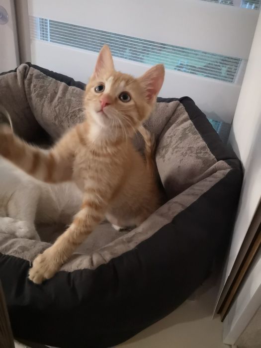 Котик в добрі руки