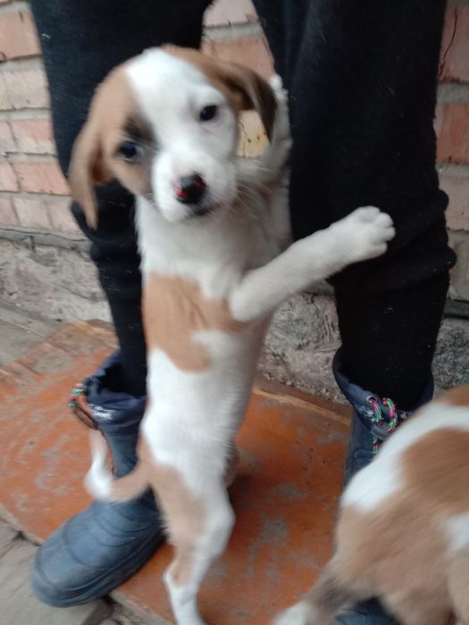 Щеночки бесплатно