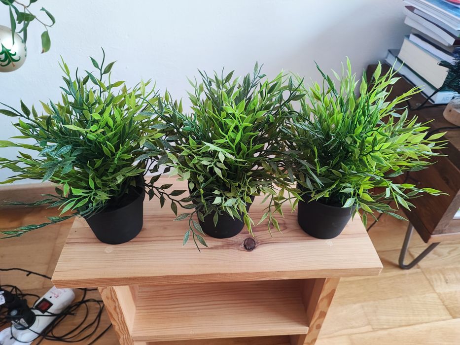 Plantas decoração