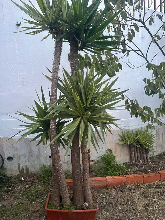 Palmeiras Yucca  – Prontas a Plantar | Excelente Oportunidade