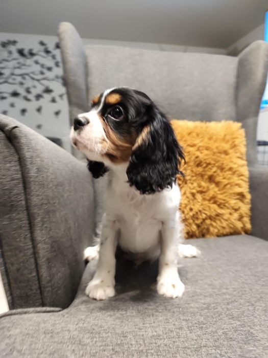 Cavalier King Charles Spaniel, samiec.
