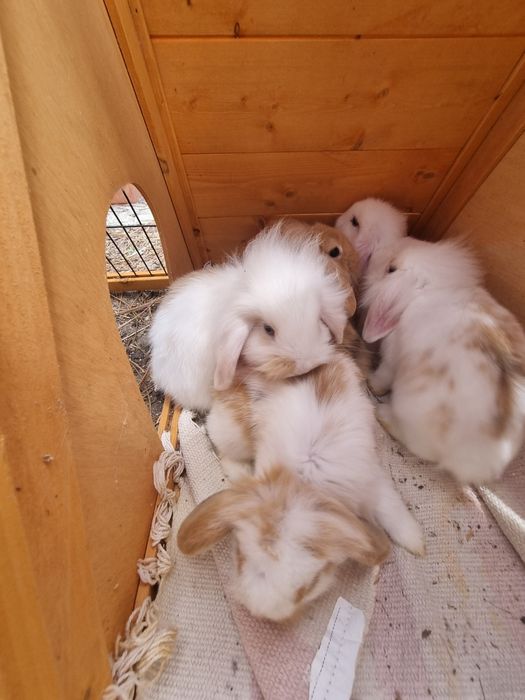 Coelhos anões bebés Ericeira