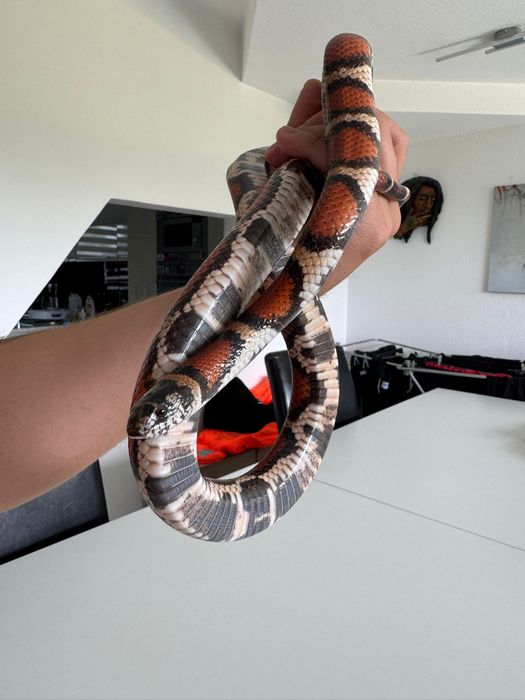 Lampropeltis wąż Lancetogłów mleczny 2022