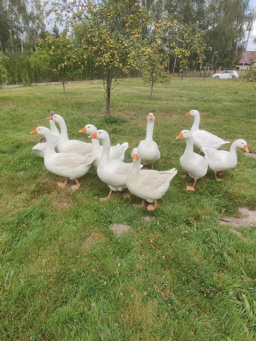 Sprzedam koguty rasy sasex i gęsi białe  kołudzkie