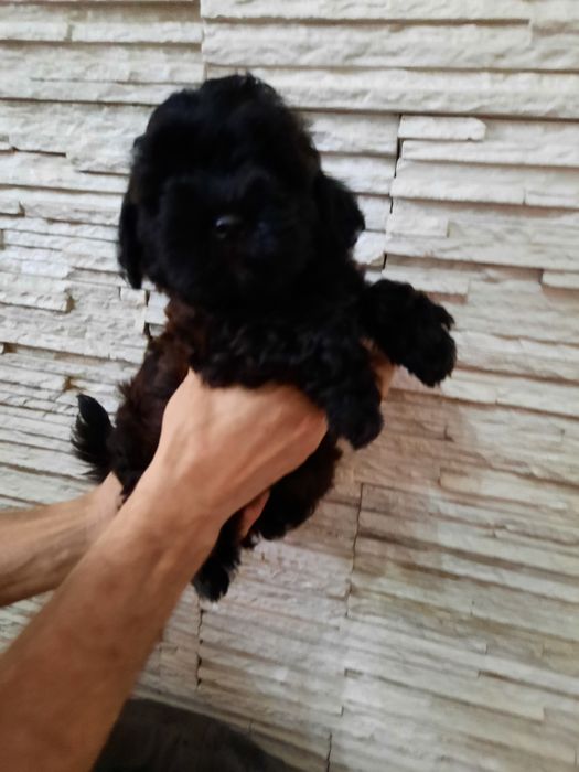 Szczeniak shih poo