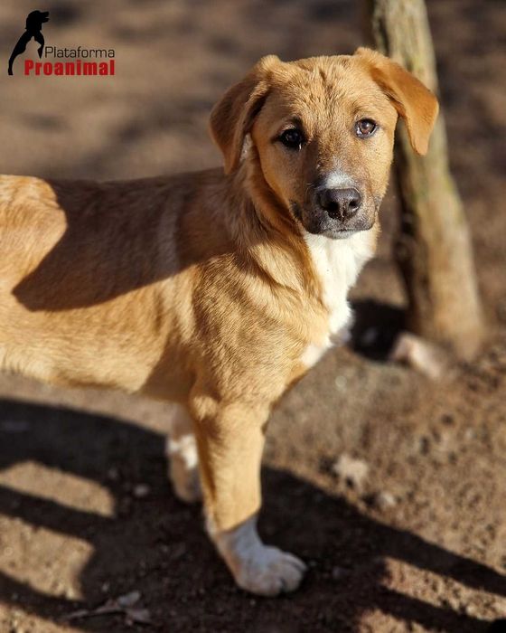 RALFA - Cadelinha jovem para Adoção